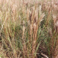 Andropogon
