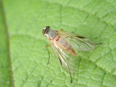 Rhagio lineola