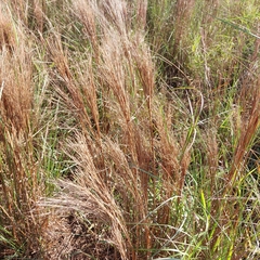 Andropogon