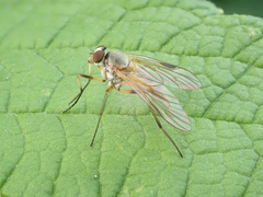 Rhagio lineola