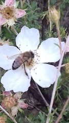 Apis mellifera