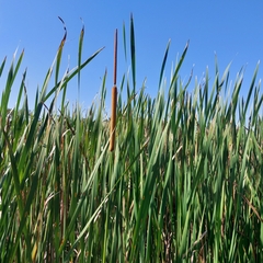 Typha domingensis
