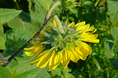 Haplorhynchites aeneus