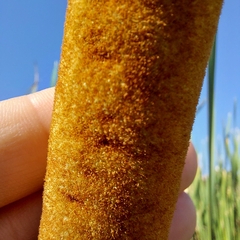 Typha domingensis