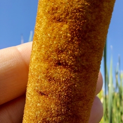 Typha domingensis
