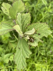 Calligrapha pantherina