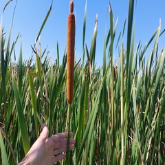 Typha domingensis