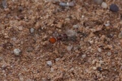 Pseudomethoca donaeanae