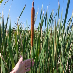 Typha domingensis