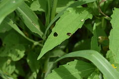 Deloyala guttata