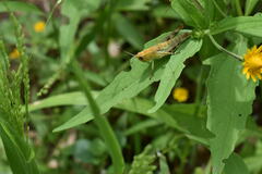 Boopedon flaviventris