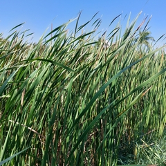 Typha domingensis