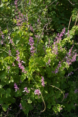 Syncolostemon obermeyerae