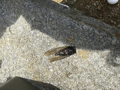 Neotibicen lyricen