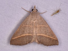 Hemeroplanis parallela