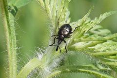 Haplorhynchites aeneus