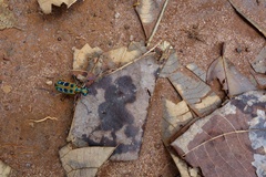 Cosmodela barmanica