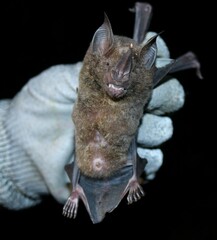 Phyllostomus elongatus
