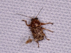 Pachybrachis turbidus