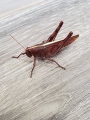 Schistocerca alutacea