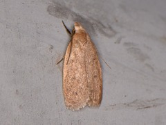 Inga obscuromaculella