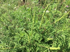 Ambrosia artemisiifolia