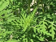 Ambrosia artemisiifolia