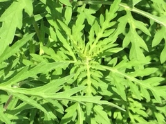Ambrosia artemisiifolia