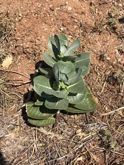Asclepias latifolia