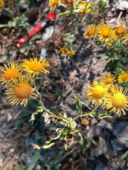 Pentanema britannica