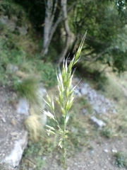 Trisetum alpestre