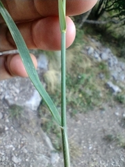 Trisetum alpestre