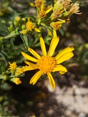 Senecio pyrenaicus