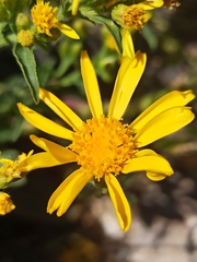 Senecio pyrenaicus