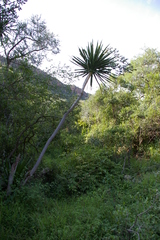 Dracaena transvaalensis