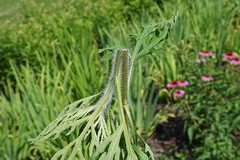 Haplorhynchites aeneus