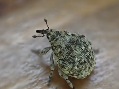 Acanthoscelidius acephalus