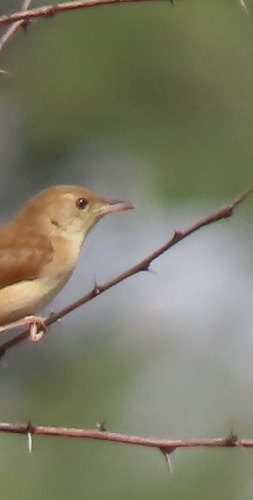Foxy Cisticola (Cisticola troglodytes)