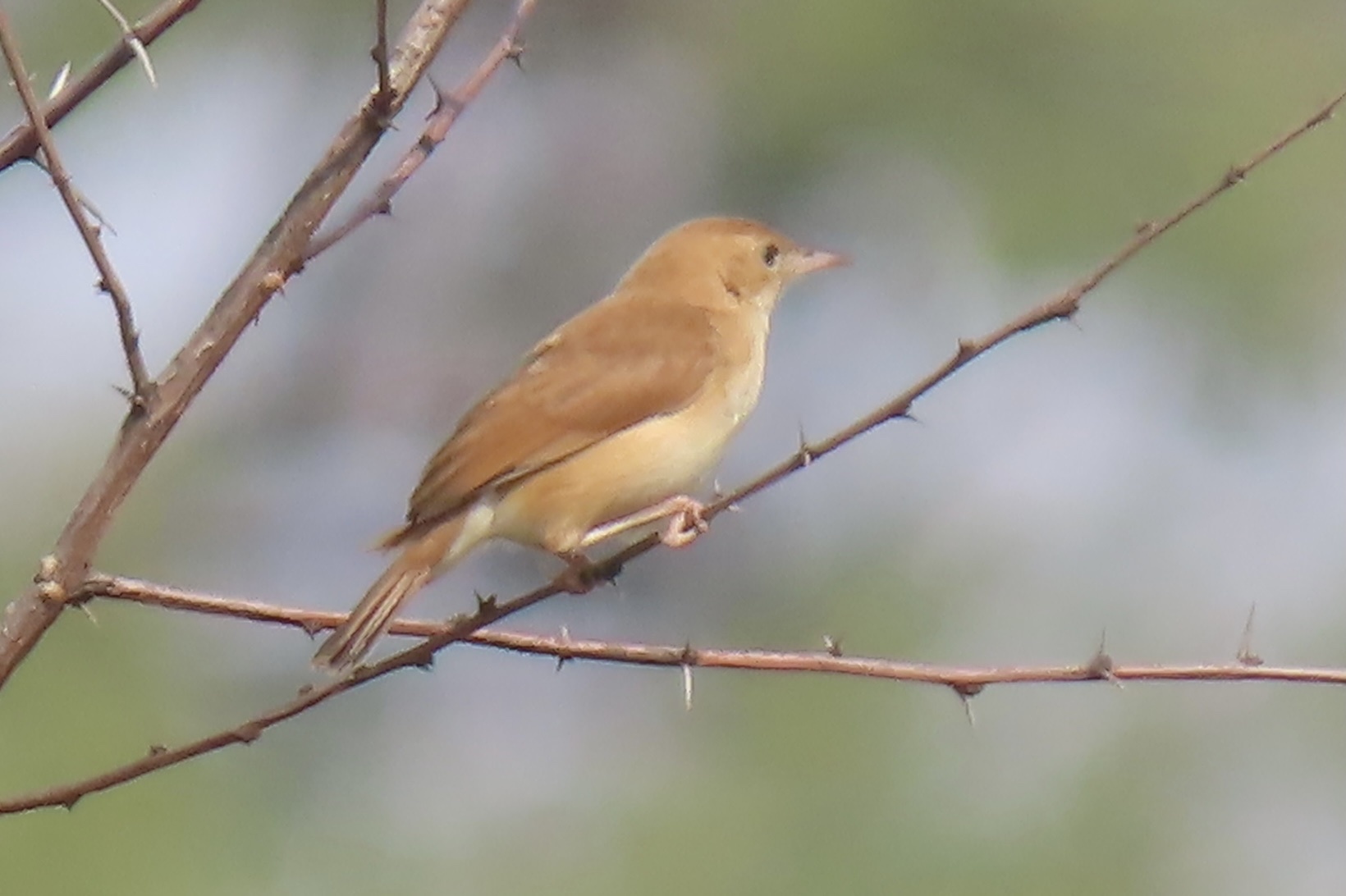 Foxy Cisticola (Cisticola troglodytes), photo 2