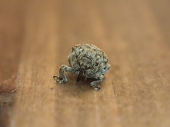 Acanthoscelidius acephalus