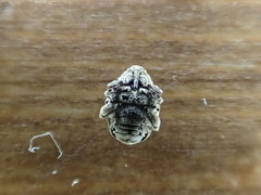 Acanthoscelidius acephalus