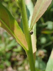 Acanthoscelidius acephalus