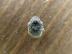 Acanthoscelidius acephalus