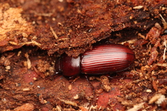 Uloma culinaris