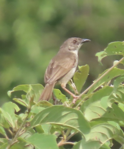 Whistling Cisticola (Cisticola lateralis), photo 6