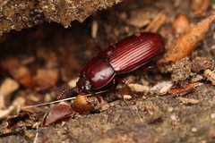 Uloma culinaris