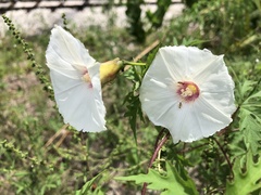 Distimake dissectus dissectus