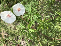 Distimake dissectus dissectus