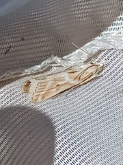 Bradyrrhoa gilveolella