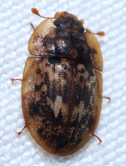 Lobiopa undulata